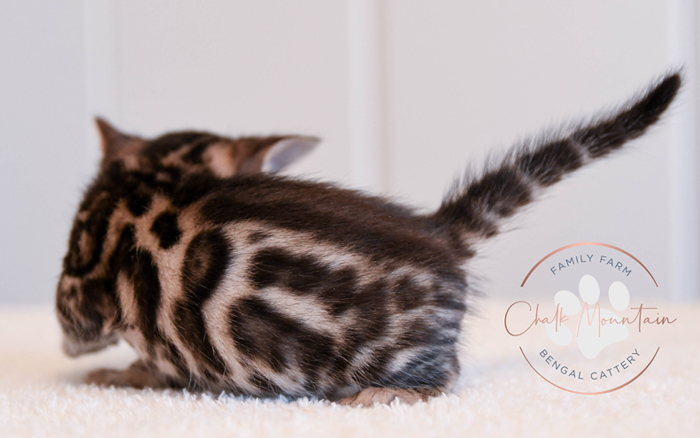 Bengal kitten for sale